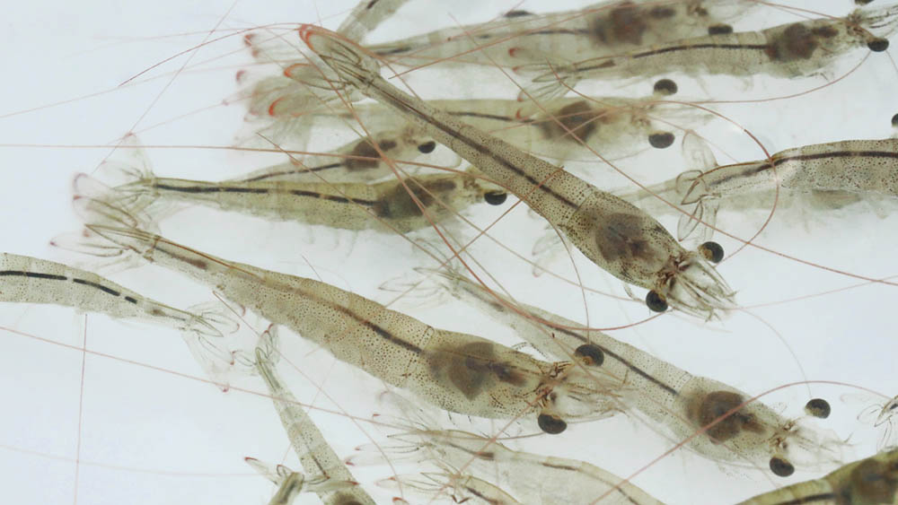 ���r(n��ng)ί���_�h�}ˮ�a(ch��n)�Ƽ�ʾ���^(q��)�Ŀ�F(xi��n)���Ƅӕ�