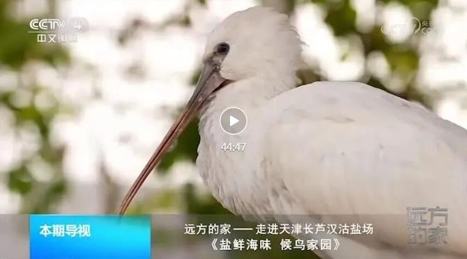 央視《遠(yuǎn)方的家》走進(jìn)漢沽鹽場(chǎng)丨第二集“嘗鹽鮮海味 探候鳥(niǎo)家園”